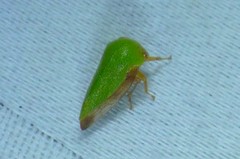 Ophiderma evelyna