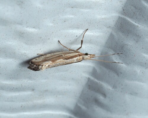 Dame's Rocket Moth photo 3
