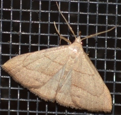 Macrochilo litophora