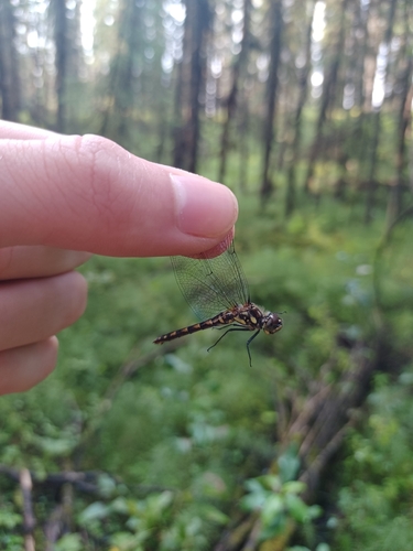 Black Meadowhawk