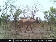 Hippotragus equinus koba