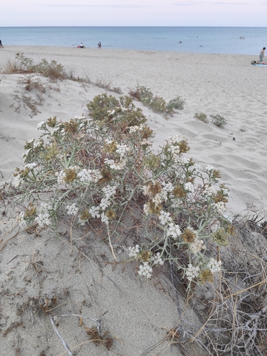 Echinophora spinosa, photograph 5
