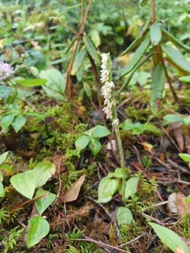 lesser rattlesnake plantain