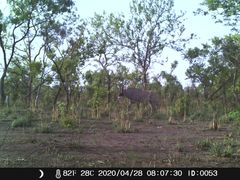 Hippotragus equinus koba