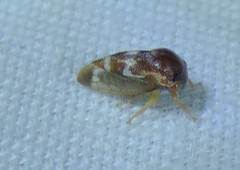 Cyrtolobus togatus