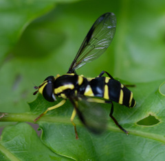 Xanthogramma pedissequum