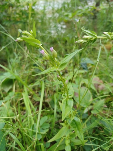autumn gentian