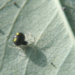 Theridula