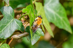 Criorhina floccosa
