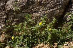 Mentzelia jonesii