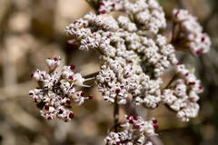 Lomatium nevadense nevadense