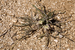 Lomatium nevadense nevadense