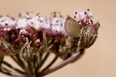 Lomatium nevadense nevadense