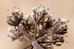 Lomatium nevadense nevadense