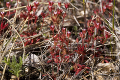 Androsace occidentalis