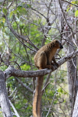 Eulemur rufifrons