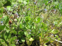 Myosotis ramosissima