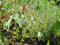 Myosotis ramosissima