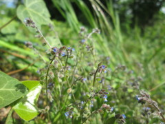 Myosotis ramosissima