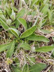 Pilosella aurantiaca