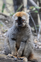 Eulemur rufifrons