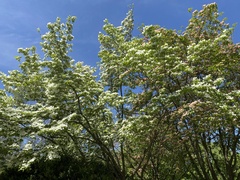 Cornus sericea sericea