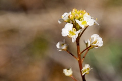 Lepidium virginicum menziesii