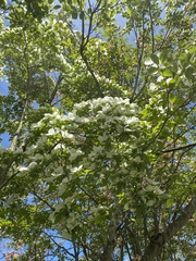 Cornus sericea sericea