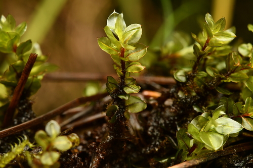 Cinclidium stygium observed 2026-08-05