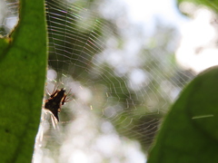Micrathena acuta