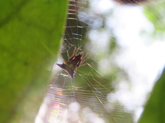 Micrathena acuta