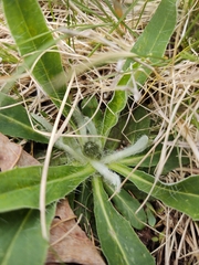 Pilosella aurantiaca