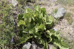 Inula grandis, photograph (c) Dr. Alexey Yakovlev, some rights reserved (CC BY)