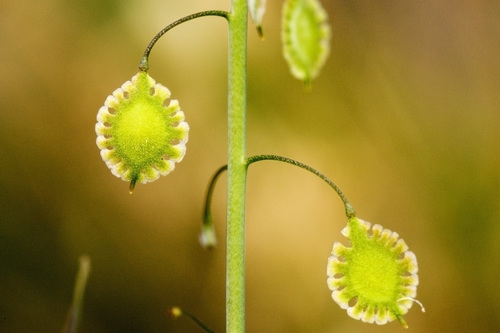 Thysanocarpus curvipes ssp. amplectens