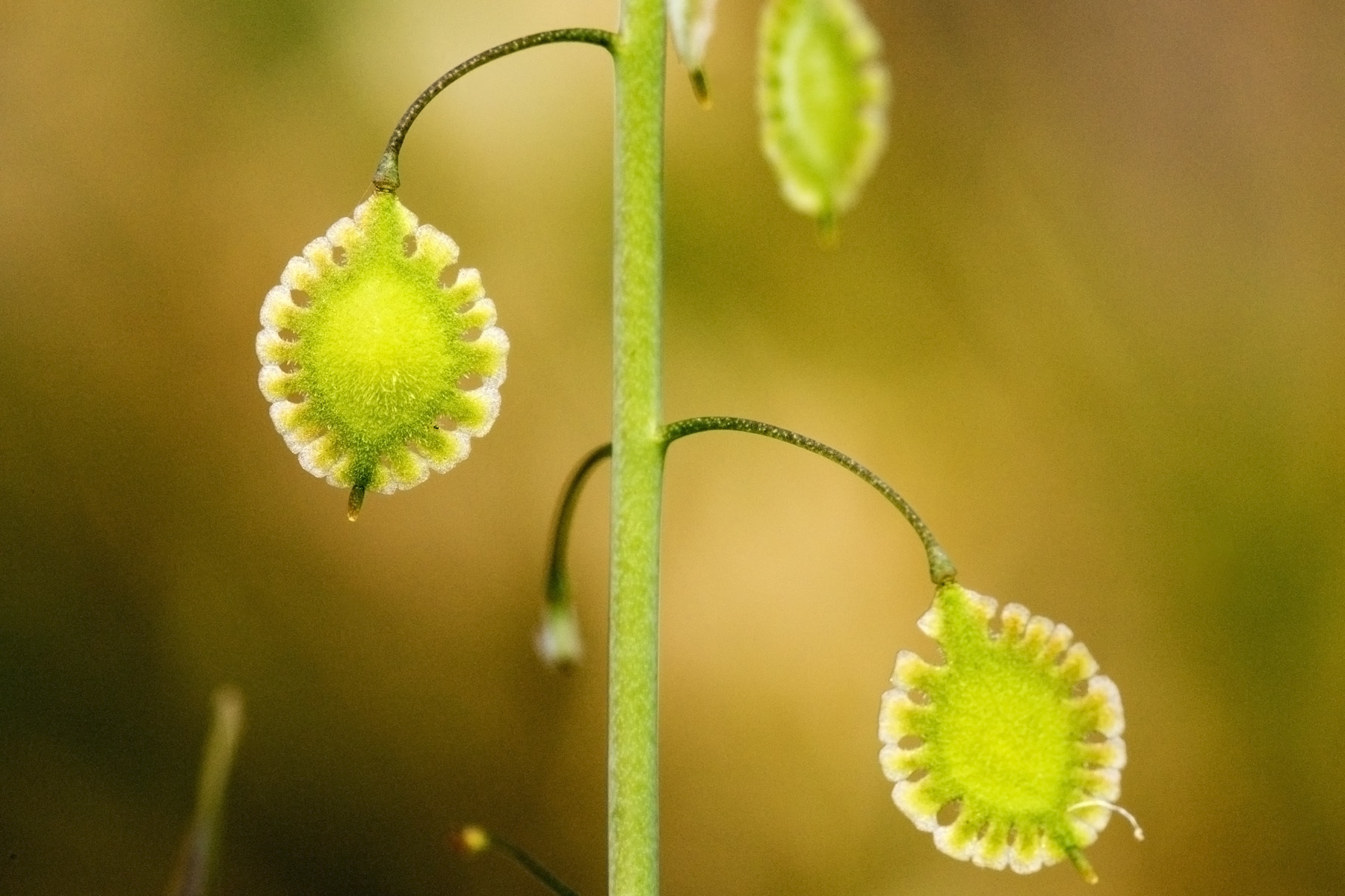 Thysanocarpus curvipes ssp. amplectens