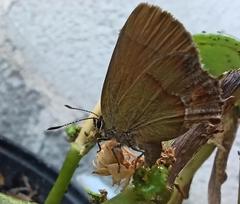 Callophrys scaphia
