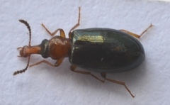 Salpingus ruficollis