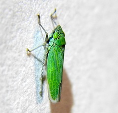 Draeculacephala inscripta