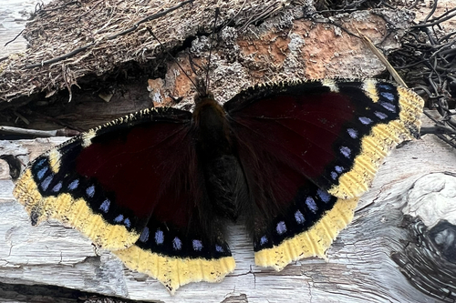 Mourning Cloak