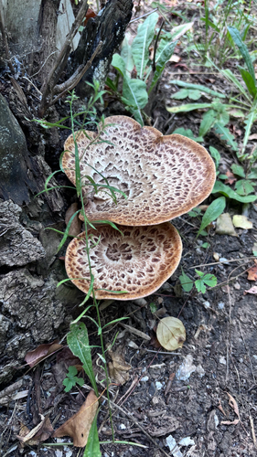 Dryad's Saddle