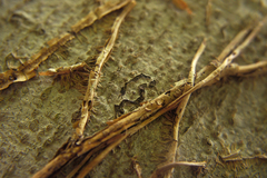 Zimmermannia liebwerdella