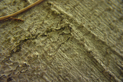 Zimmermannia liebwerdella