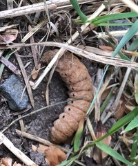 Noctua fimbriata