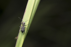Cylindera kaleea angulimaculata