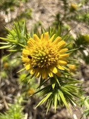 Centromadia pungens