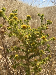 Centromadia pungens, photograph (c) Ryan Donnelly, some rights reserved (CC BY)