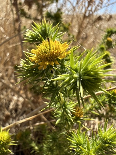 Centromadia pungens, photograph 3