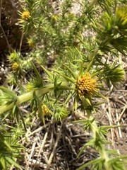 Centromadia pungens, photograph (c) Ryan Donnelly, some rights reserved (CC BY)