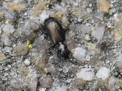 Syntomus foveatus