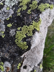 Rhizocarpon geographicum